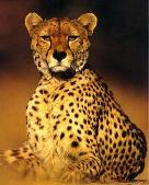 Gepard